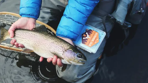 Fisch in den H&auml;nden